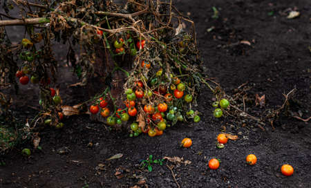 branch with red and green cherry tomatoes in the garden. High quality photo