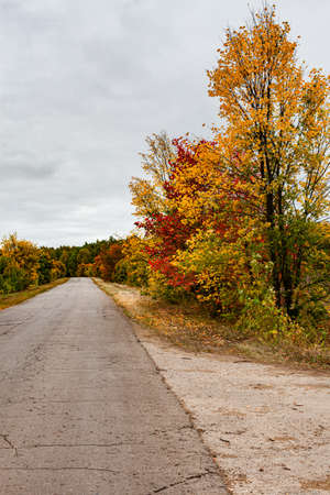 empty country road passing by autumn trees and bushes. High quality photoの写真素材