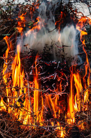 burning and smoldering potato tops in the garden. High quality photo