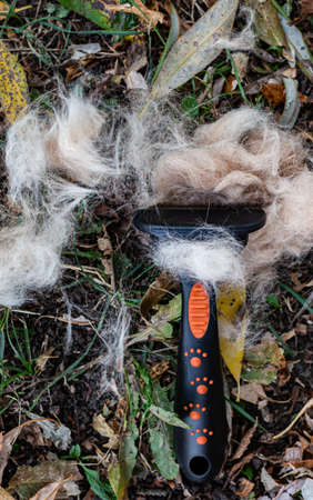 a special comb for combing animal hair lies on the grass. High quality photo