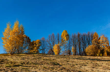 peazage in the form of autumn trees standing on a hill. High quality photoの写真素材