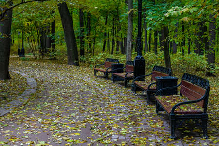 empty benches standing in a row in autumn park. High quality photo