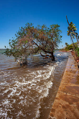 a tree growing in the water near a small embankment. High quality photoの写真素材