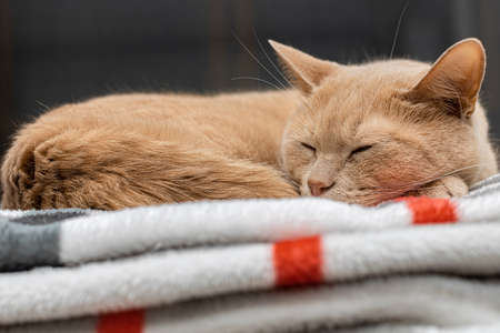 beige domestic cat lies and sleeps on a blanket. high quality photoの写真素材