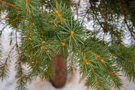 a branch of a Christmas tree standing on the street close-up. high quality photo