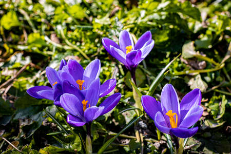 blooming flower Crocus purple in a clearing in spring. high quality photo