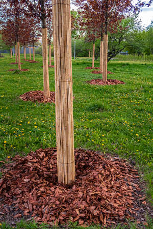 protection of the tree trunk and root system. high quality photoの写真素材