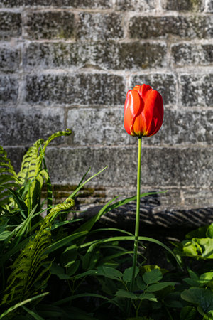 red tulip flower on stone wall background. high quality photoの写真素材