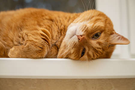 lazy ginger cat sleeps on the window. high quality photoの写真素材