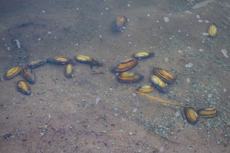 river mussel lies at the bottom of the river near the shore. high quality photoの写真素材