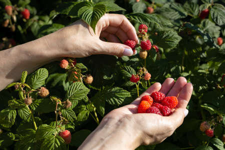 female hands picking raspberries from a bush. high quality photo