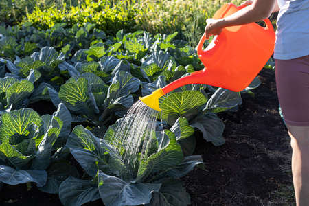 woman watering cabbage from a watering can. high quality photoの写真素材