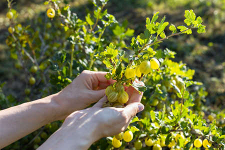 female hand plucks a gooseberry from a bush. high quality photoの写真素材
