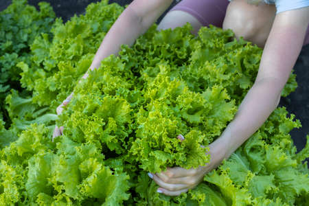 woman took a handful of lettuce leaves. high quality photo