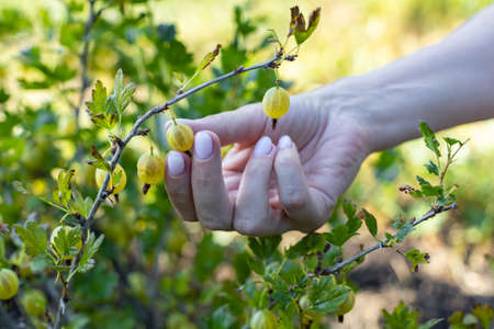 female hand plucks a gooseberry from a bush. high quality photoの写真素材
