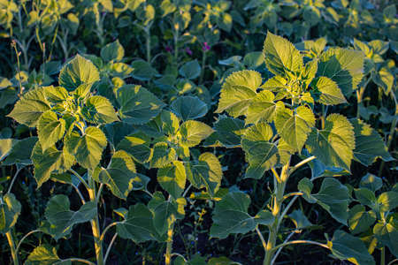leaves and bud of a young sunflower at sunset. high quality photoの写真素材