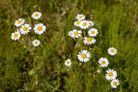 wild daisies grow in a field in summer. high quality photoの写真素材