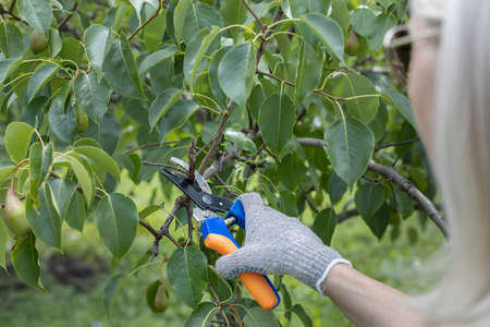a gloved hand cuts a branch on a pear tree with scissors. high quality photo