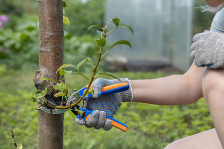 a gloved hand cuts a branch on a tree with scissors. high quality photo