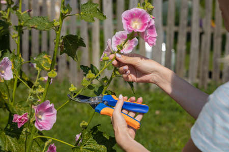woman trimming mallow flowers with garden scissors in the garden. high quality photo