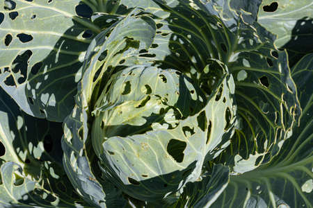 leaves cabbage in the garden eaten by a pest. high quality photo