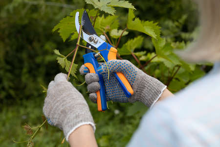 woman pruning a branch of grapes with secateurs. high quality photo