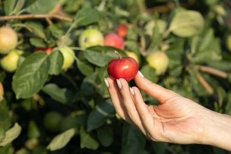 female hand holding a red apple in nature. high quality photo
