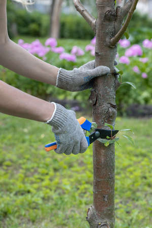a gloved hand cuts a branch on a tree with scissors. high quality photo