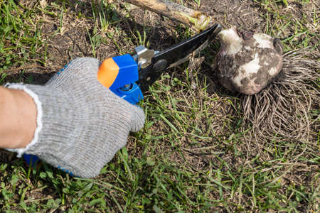 woman cuts the roots of garlic with secateurs. high quality photo