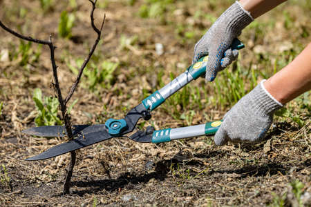 garden shears cut a dry branch in the garden. high quality photo