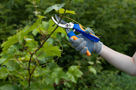 a gloved hand cuts a branch of grapes with secateurs. high quality photo