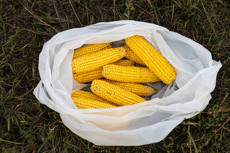 an ear of corn is in a bag. Peeled corn lies on the grassの写真素材