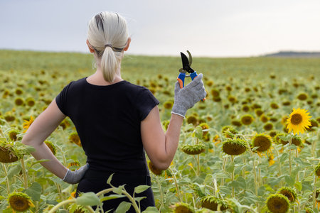 a farmer stands in a field of sunflowers. woman with a pruner in her hand. worker in a field with sunflowersの写真素材