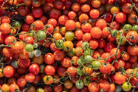background in the form of ripe cherry tomatoes. cherry tomatoes close-upの写真素材