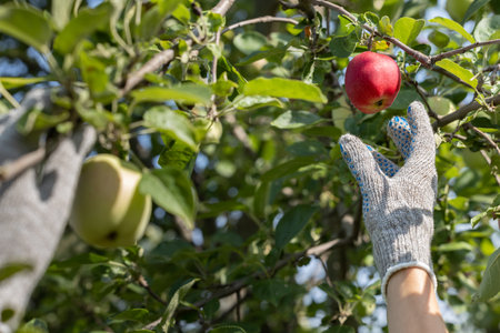 gloved hand removes an apple from a tree. Man picking an apple in the gardenの写真素材
