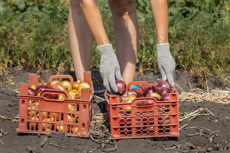 a farmer in the field sorts out onions with his hands. Woman sorting onion. Onion sortingの写真素材