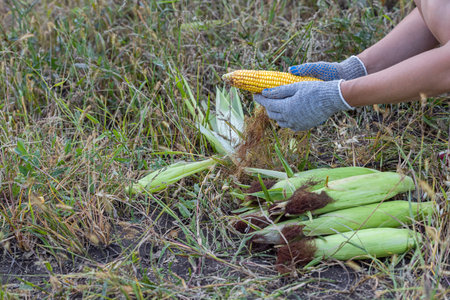 woman cleans the ear of corn with his hand. Peeled corn lies on the grassの写真素材