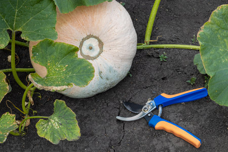 ripe pumpkin lies on the ground in the garden. ripe pumpkin lies in the garden