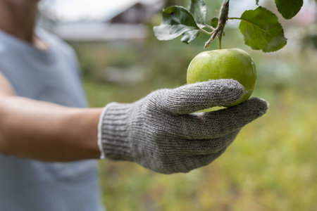hand plucks a green apple from a tree. green apple hanging on a branchの写真素材