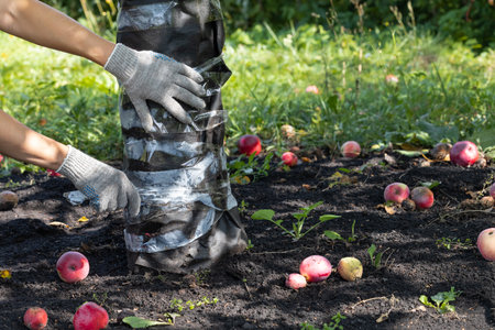 farmer protecting apple tree trunk from pests. tree protection. preparing the garden for winterの写真素材