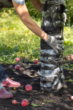 farmer protecting apple tree trunk from pests. tree protection.