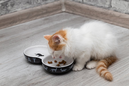 little kitten eats food from a bowl. kitten eating dry food. high quality photoの写真素材
