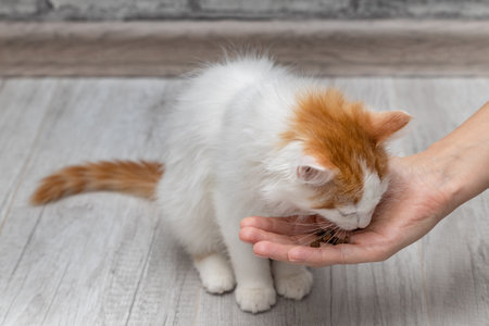 man feeding a small kitten from his hand. cat eats from human handの写真素材