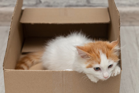 little kitten sits in a cardboard box. high quality photoの写真素材
