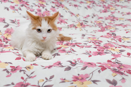domestic kitten lies on the bed at home. cat lies on the bed. high quality photoの写真素材