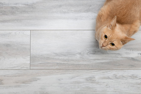 background with domestic cat sitting on the floor. cat sitting at home. background with a cat. high quality photoの写真素材