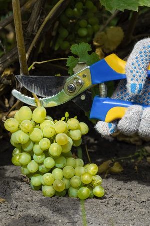 pruner cuts a bunch of grapes from a branch. farmer cutting grapes. pruner cuts a bunch.の写真素材