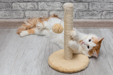 cat sharpens its claws on a scratching post. cat scratching post. cat playing with a toy at homeの写真素材