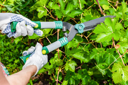 gardener cuts a bush with scissors in the garden. man cuts a branch in the garden. man cutting branches of grapes. gardener taking care of shrubsの写真素材
