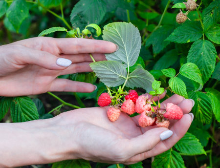 man holding a raspberry in his hand. raspberries in the palm. picking raspberries. picking berriesの写真素材